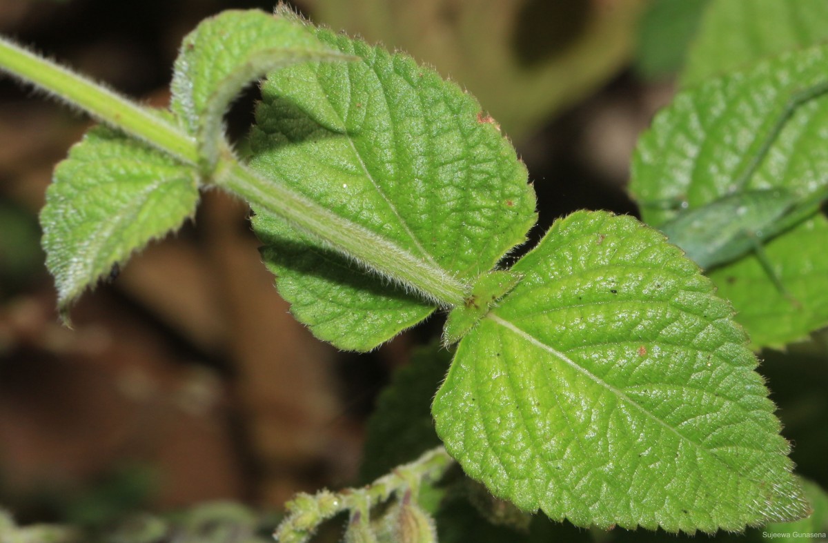 Salvia misella Kunth